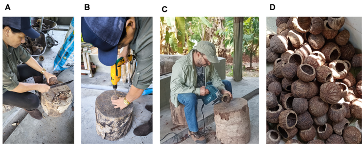 Figura 1. Fases pré curso: preparação dos vasos de ouriço de castanha-do-Brasil. A- Retirada da casca e limpeza após coleta. B -  Perfuração. C – Padronização da borda. D – Ouriços com acabamento finalizado.