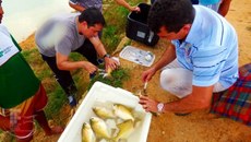 Coleta de amostras de sangue para análises hematológicas