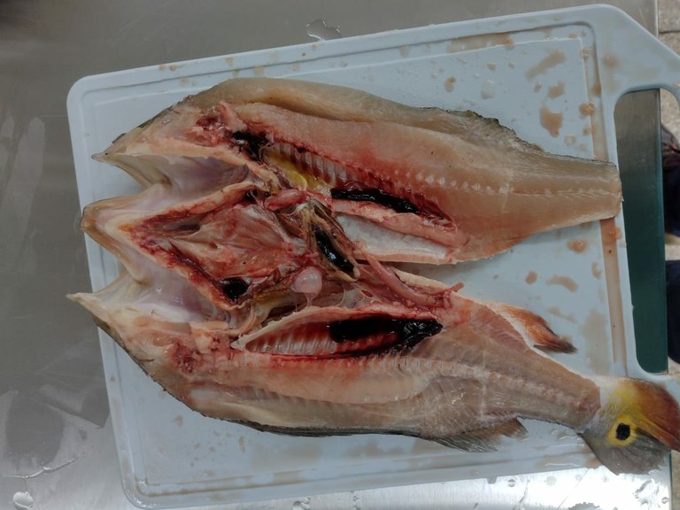 Manipulação e beneficiamento do pescado 